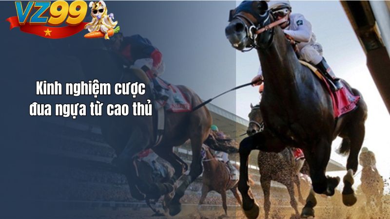 Cá Cược Đua Ngựa VZ99 – Hòa Mình Vào Niềm Đam Mê Tốc Độ Kinh nghiệm cược đua ngựa từ cao thủ